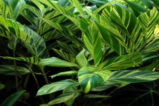 Leaf pattern of alpinia zerumbet 'variegata'