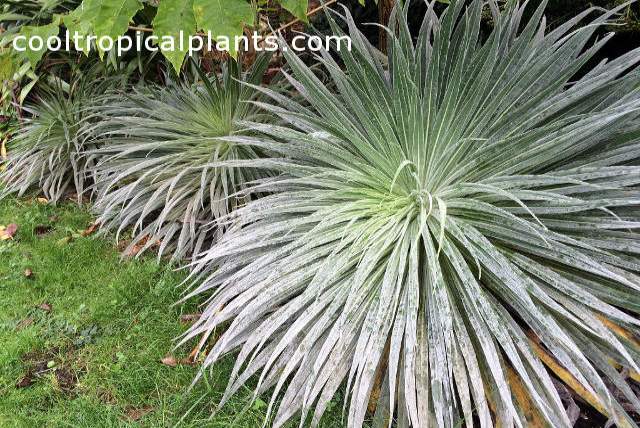 Echium wildpretii in second year of growth