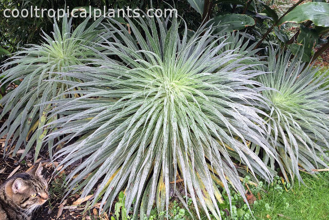 Echium wildpretii Early November, year 2