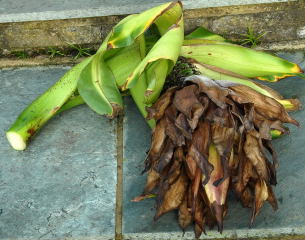 Ensete flower stalk in scruffy mode.