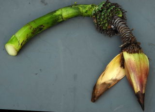 Ensete flower stalk in tidy mode.