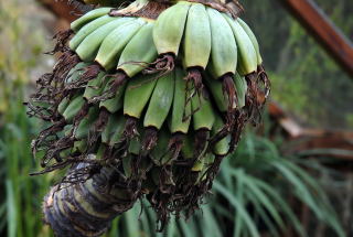 Abyssinian bananas ripening in the greenhouse.