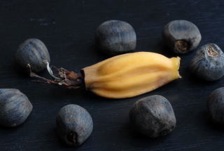 A small abyssinian banana surrounded by mature seeds.