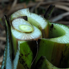 Severed pseudostem of a non-flowering plant.