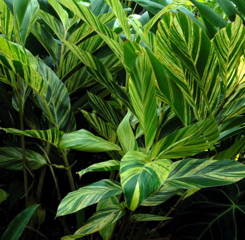 Alpinia zerumbet 'variegata'