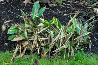 Frosted Alpinia zerumbet 'variegata' plants