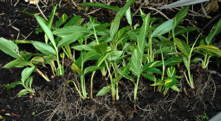 Plants dug up intact