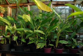 Alpinia zerumbet 'variegata' in the greenhouse