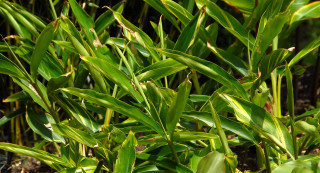 Alpinia zerumbet 'variegata' struggling in full sun