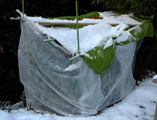 Fleece tent constructed to protect Alpinia zerumbet 'variegata' from frost