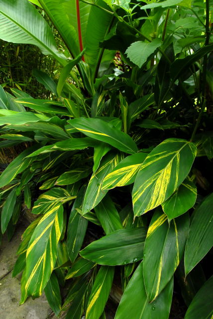 Alpinia zerumbet 'variegata' looking half decent