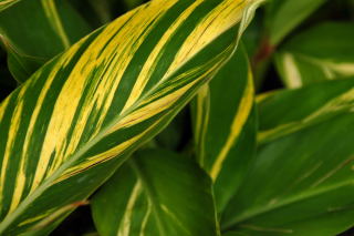 Leaf pattern of alpinia zerumbet 'variegata' Leaf pattern of alpinia zerumbet 'variegata'