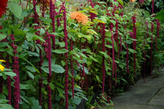 Amaranthus caudatus