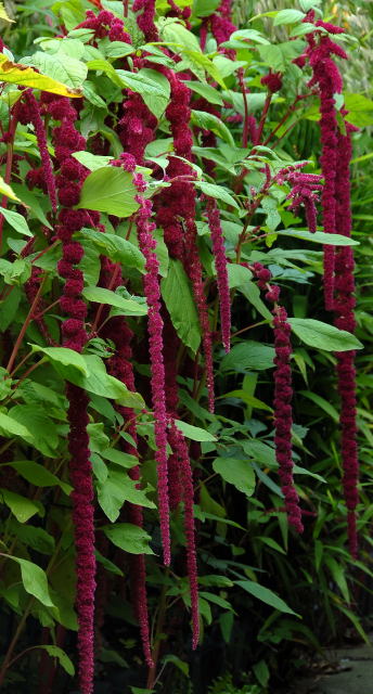 Amaranthus caudatus flowers