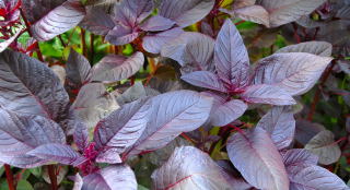 Amaranthus hopi red dye