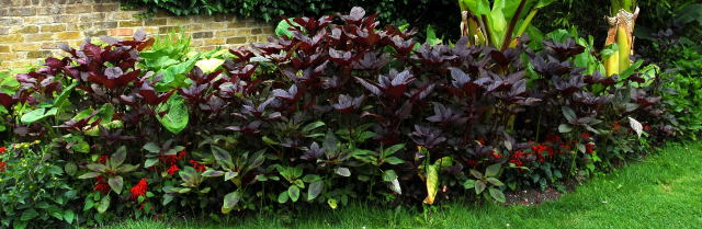 Amaranthus taking over a border