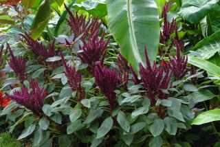 Amaranthus paniculatus 'Oeschberg'