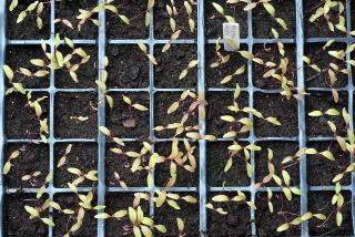 Amaranthus seedlings prior to thinning Amaranthus seedlings prior to thinning