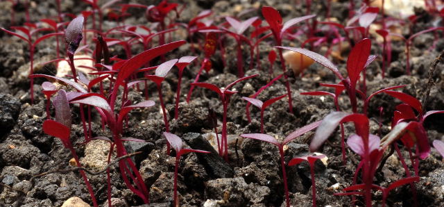 Direct sown Amaranthus 'Hopi red dye' seedlings
