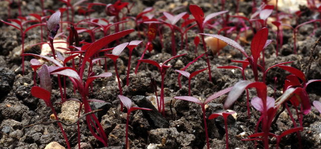 Direct sown Amaranthus 'Hopi red dye' seedlings Direct sown Amaranthus 'Hopi red dye' seedlings