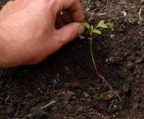 Planting a seedling