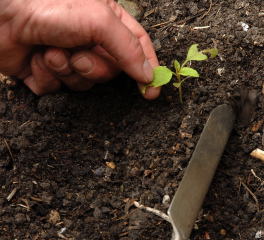 Seedlings replanted