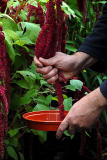 Harvesting Amaranthus seeds