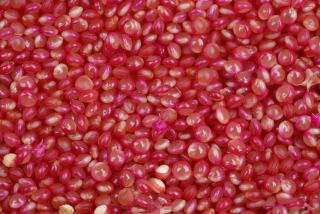 Amaranthus caudatus seeds