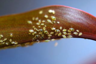 Aphids infesting the underside of a canna leaf.