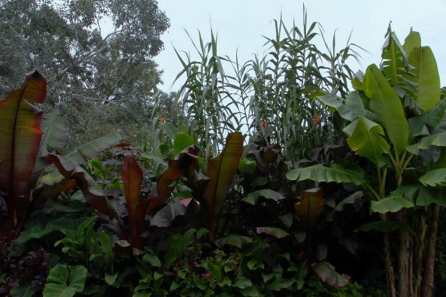 Arundo donax growing in a tropical border.