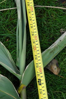 Final height of an Arundo donax stem Final height of an Arundo donax stem