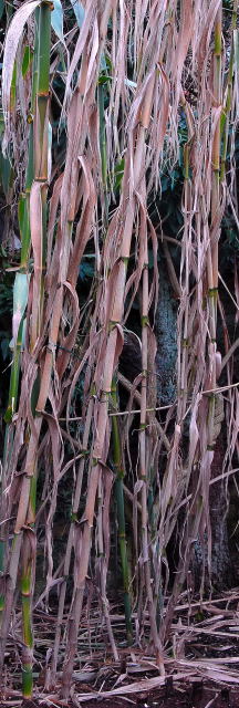 Brown winter stems of Arundo donax Brown winter stems of Arundo donax