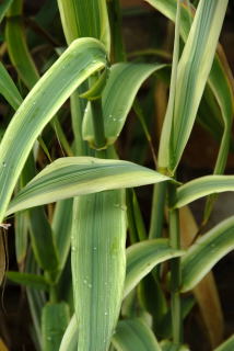 Arundo donax 'versicolor' Arundo donax 'versicolor'