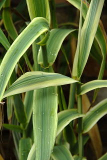 Arundo donax 'versicolor'