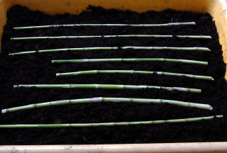 Arundo donax variegata canes laid horizontally in a seed tray