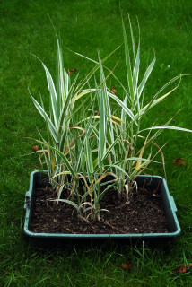 Arundo donax variegata