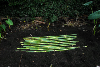Arundo donax canes laying on the soil