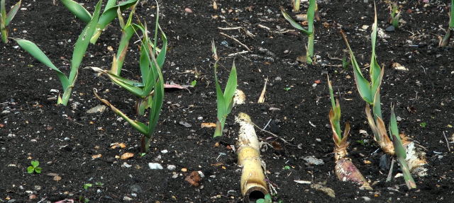 Arundo shoots