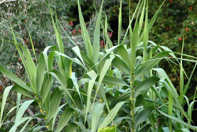 Arundo donax foliage