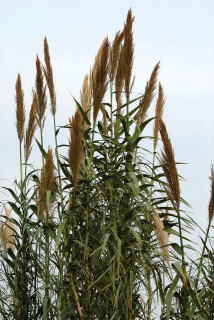 Arundo donax in flower