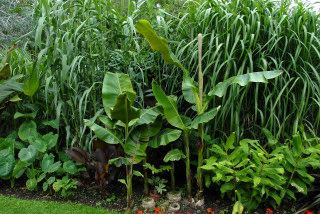 Banan plant pseudostems on the 9th of July.