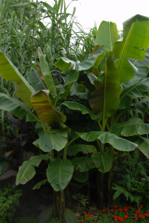 A closer view of the banana plant three weeks later.