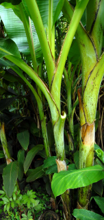 Close up of the banana plant pseudostem.