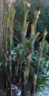 Exposed banana plant pseudostems frozen solid.