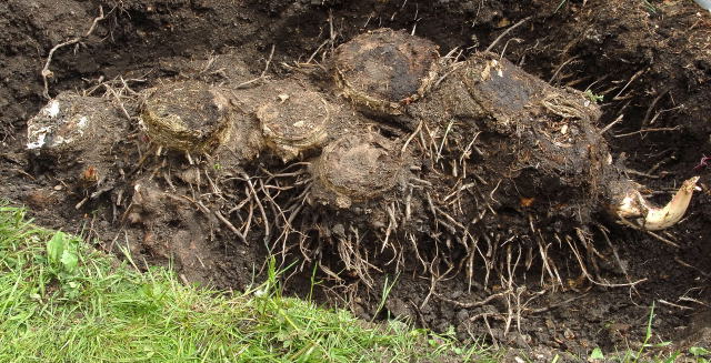 Exposed banana plant corms.