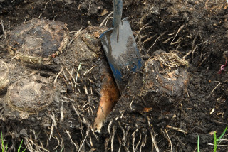 Old pseudostem bases are prized apart using a spade.