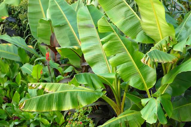 Banana plants