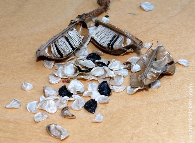 Beschorneria seed pod contents showing black viable seeds amongst a majority of white duds.  