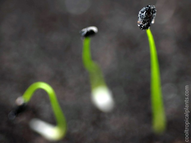 Germinated Beschorneria seed  