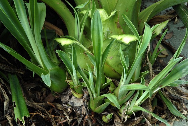 Base of a Beschorneria flower stem showing the development of offshoots or bulbils